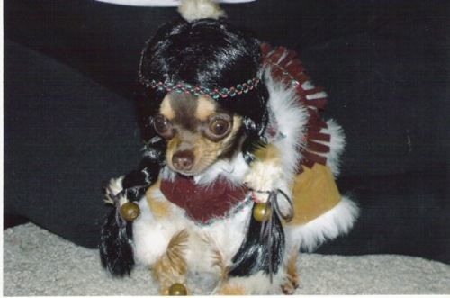 Dressed up dogs
